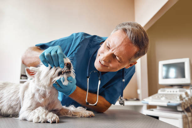 Best 24-Hour Emergency Dental Care in Timberwood Park, TX